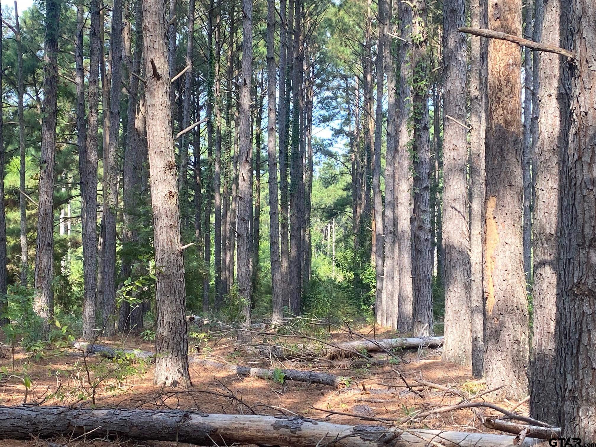 14466 County Road 393 Tyler, TX 75708 - Photo 2 of 3 a view of a house with a tree in the background