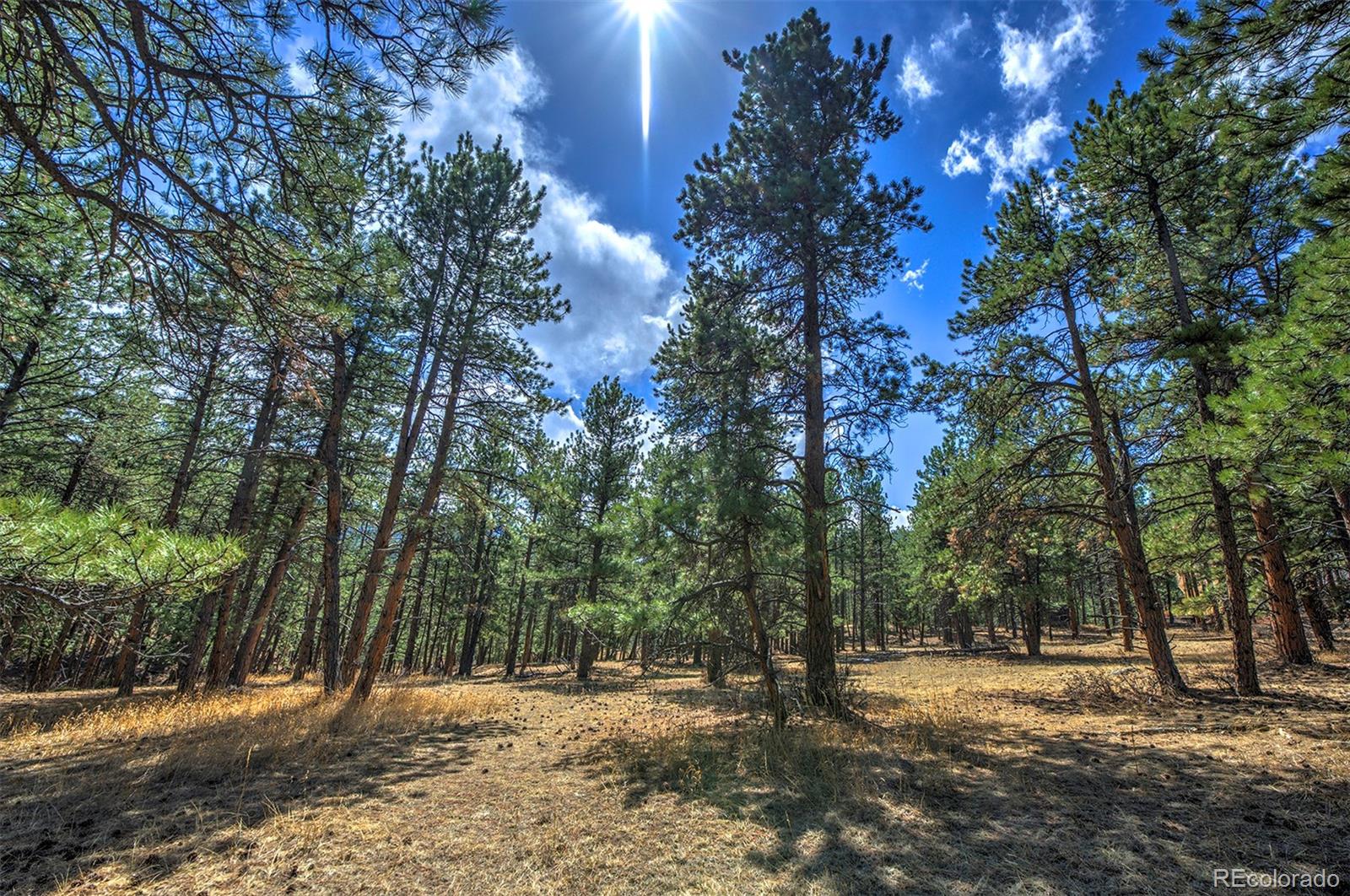 27554 Pine Valley Drive Evergreen, CO 80439 - Photo 14 of 26 Gallery Image 14
