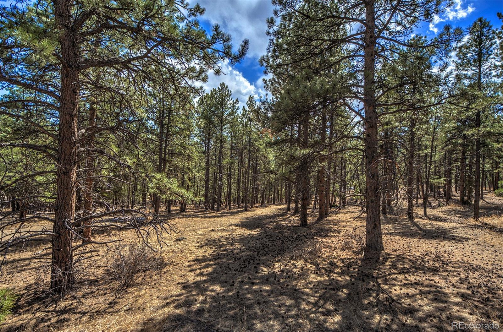 27554 Pine Valley Drive Evergreen, CO 80439 - Photo 19 of 26 Gallery Image 19