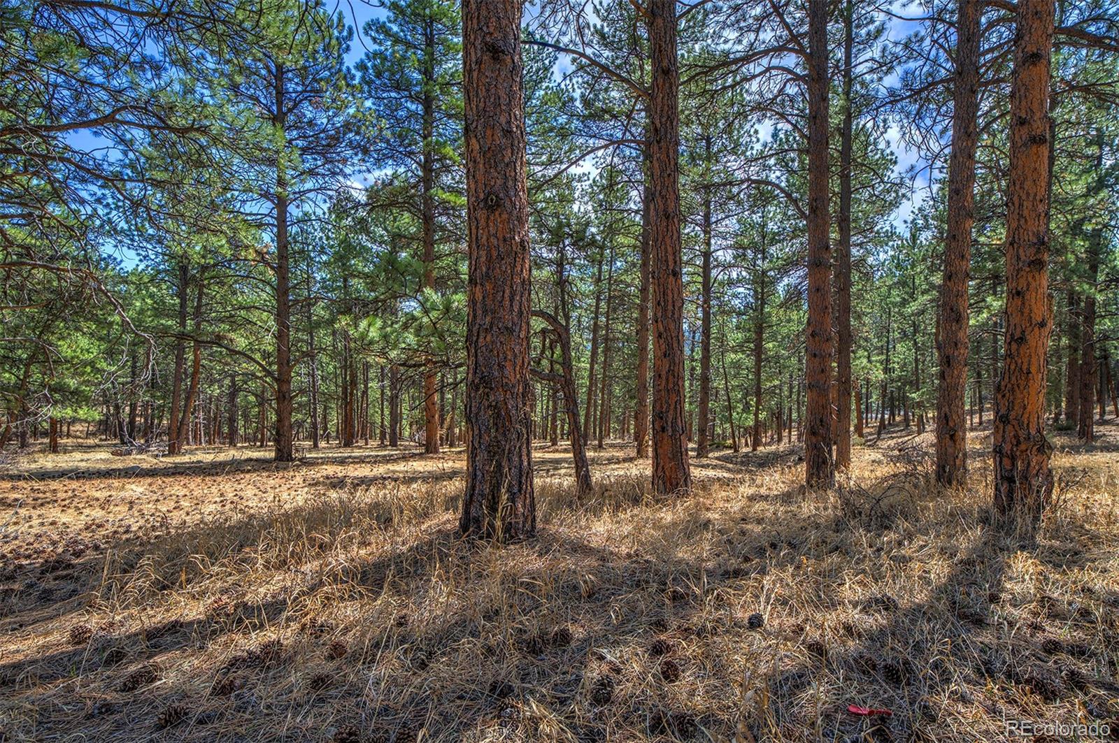 27554 Pine Valley Drive Evergreen, CO 80439 - Photo 21 of 26 Gallery Image 21