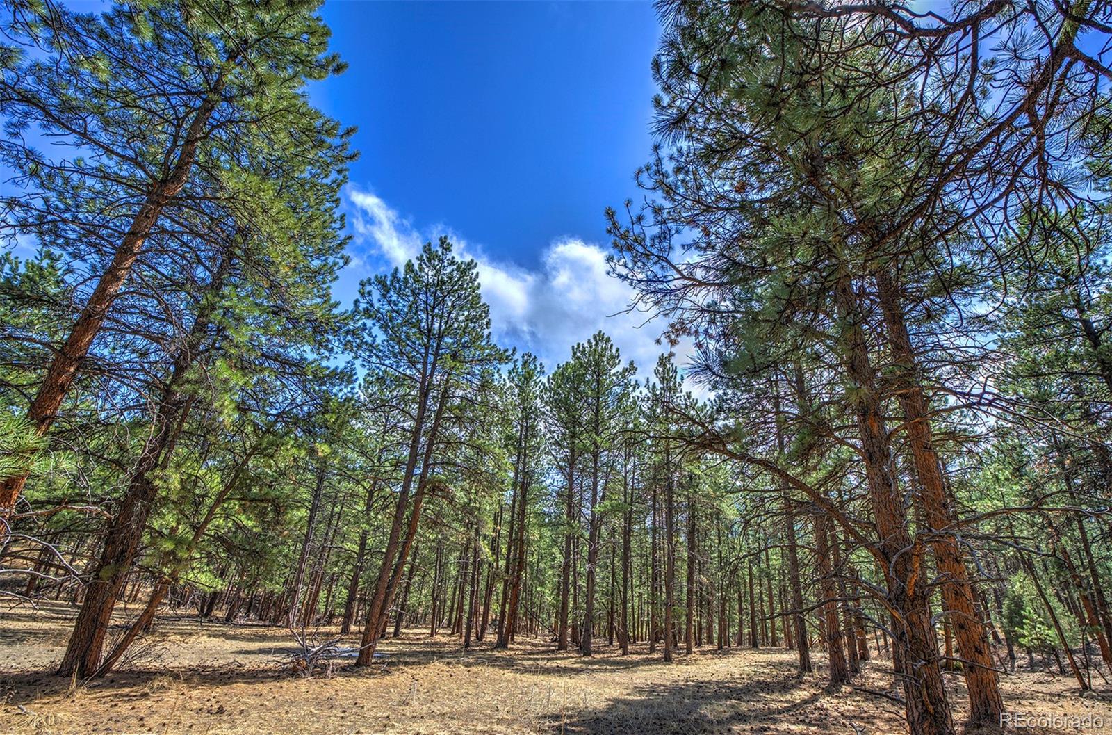 27554 Pine Valley Drive Evergreen, CO 80439 - Photo 22 of 26 Gallery Image 22