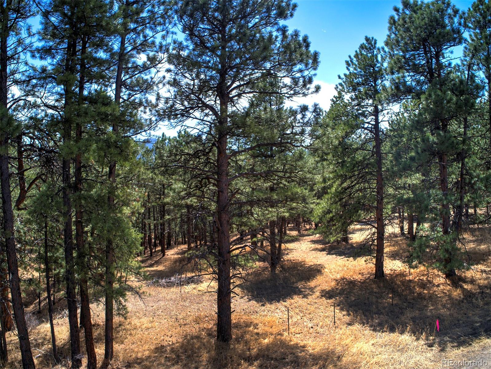27554 Pine Valley Drive Evergreen, CO 80439 - Photo 5 of 26 Gallery Image 5