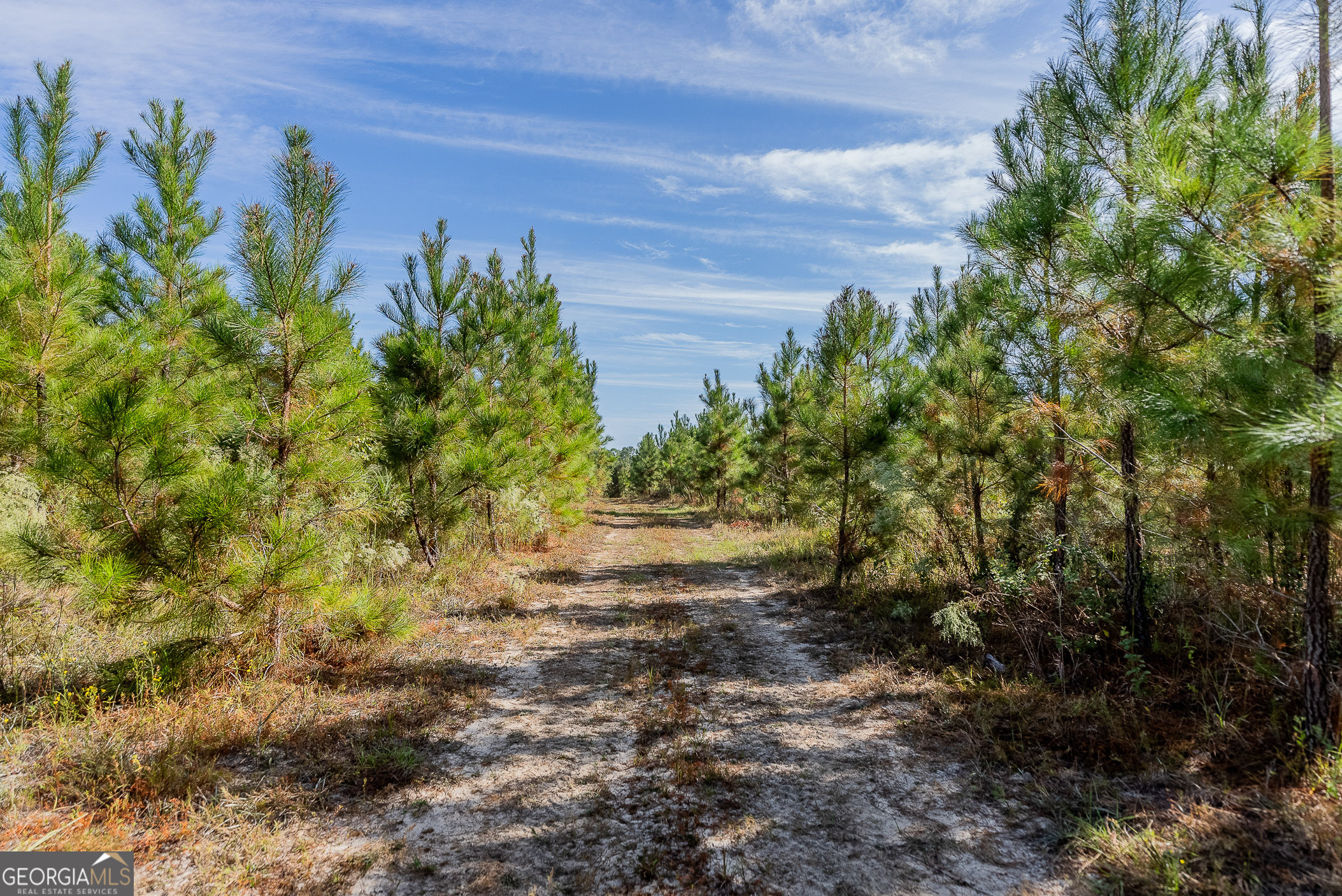 Tract 7 Kinnett Road Jacksonville, GA 31544 - Photo 8 of 10