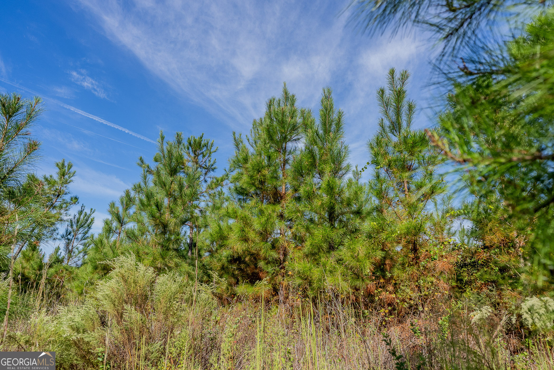 Tract 7 Kinnett Road Jacksonville, GA 31544 - Photo 9 of 10