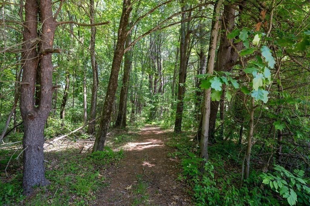 154 Harvard Road Stow, MA 01775 - Photo 40 of 42 a view of a forest with trees