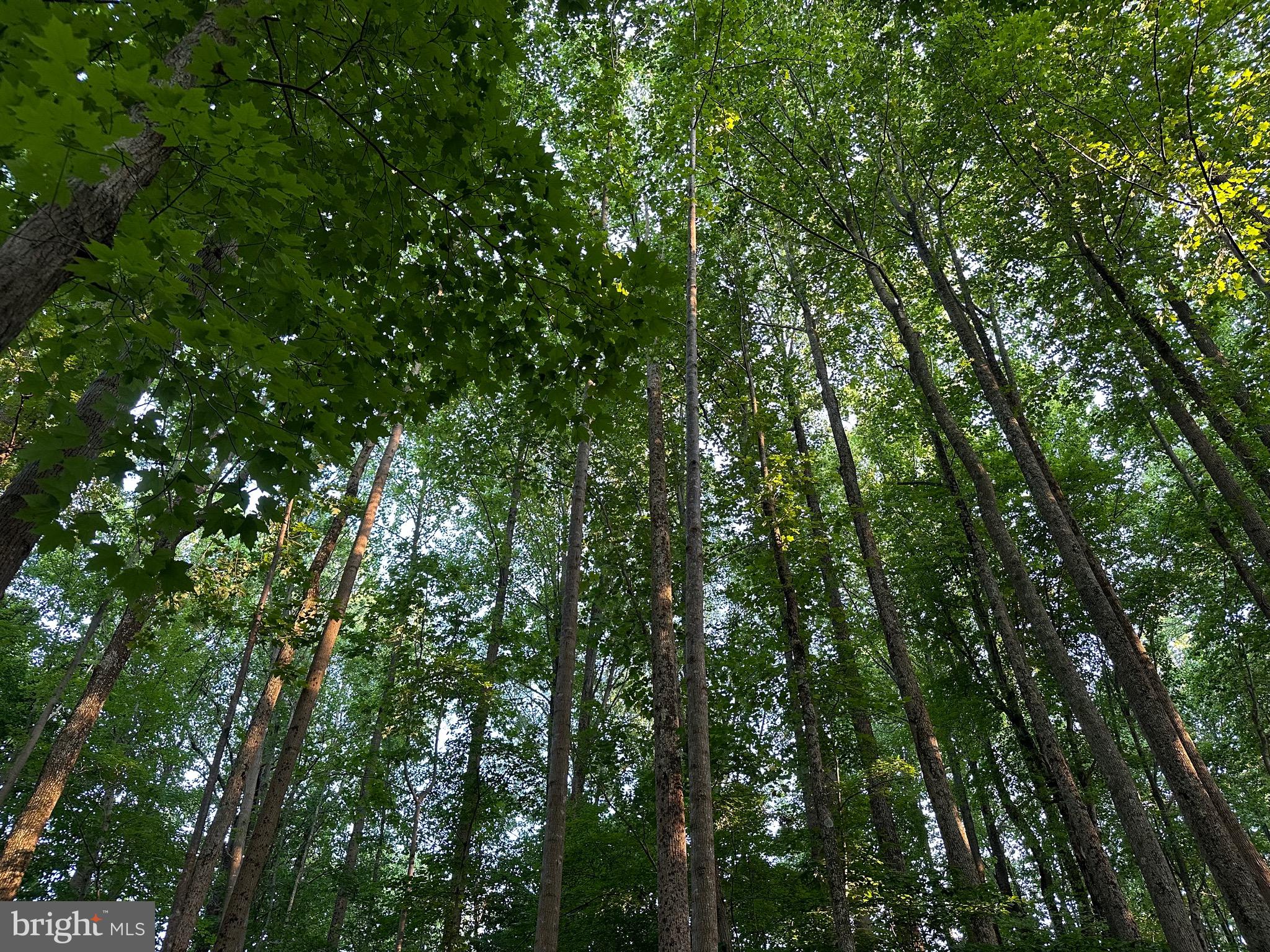 19209 Croom Road Brandywine, MD 20613 - Photo 77 of 95 a view of a lush green forest