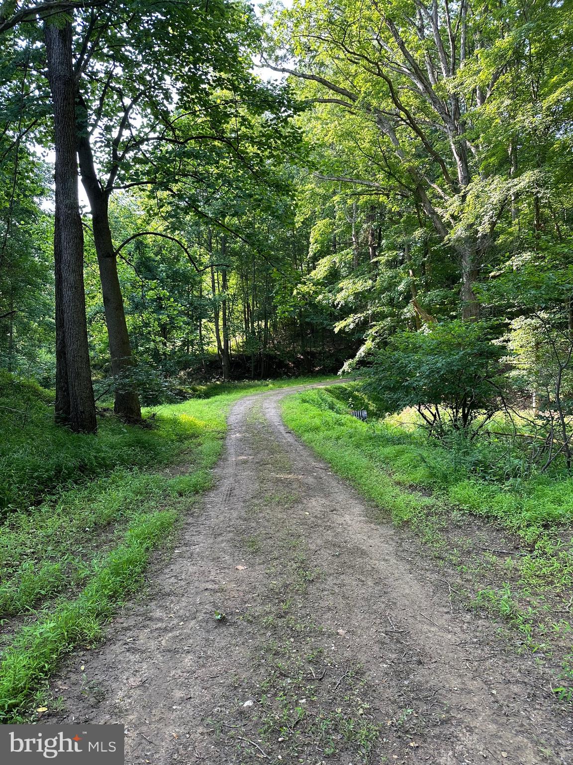 19209 Croom Road Brandywine, MD 20613 - Photo 78 of 95 a view of a yard with plants and large trees