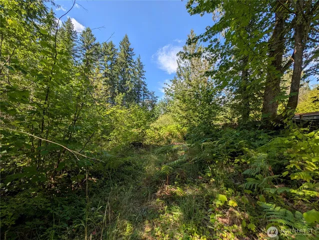 a view of a lush green forest
