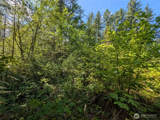 a view of a lush green forest