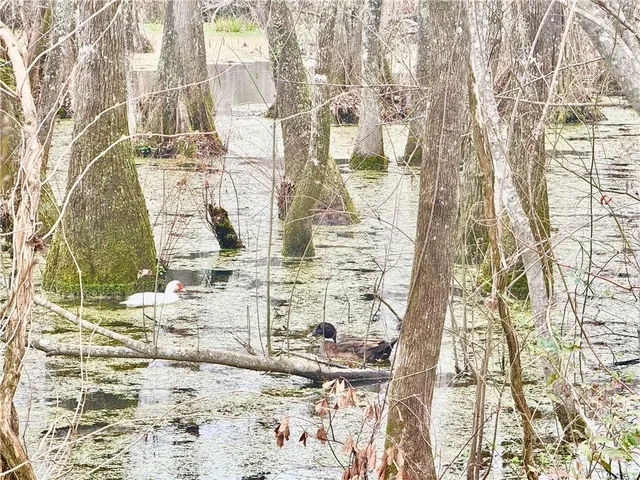 $11,900 | Tbd Hills Road, Holden, LA 70744