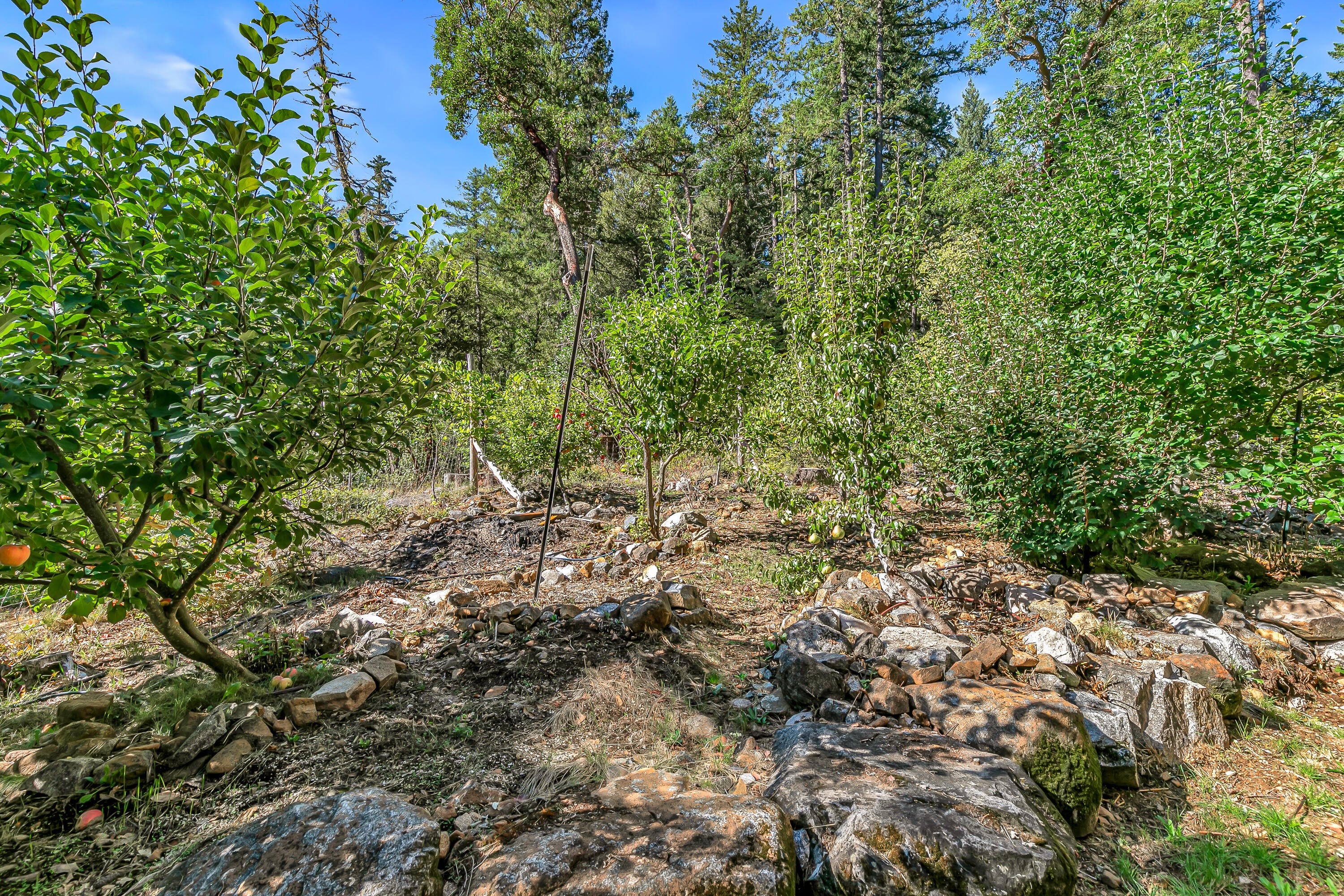 3496 East Fork Road Williams, OR 97544 - Photo 48 of 97 fruit trees