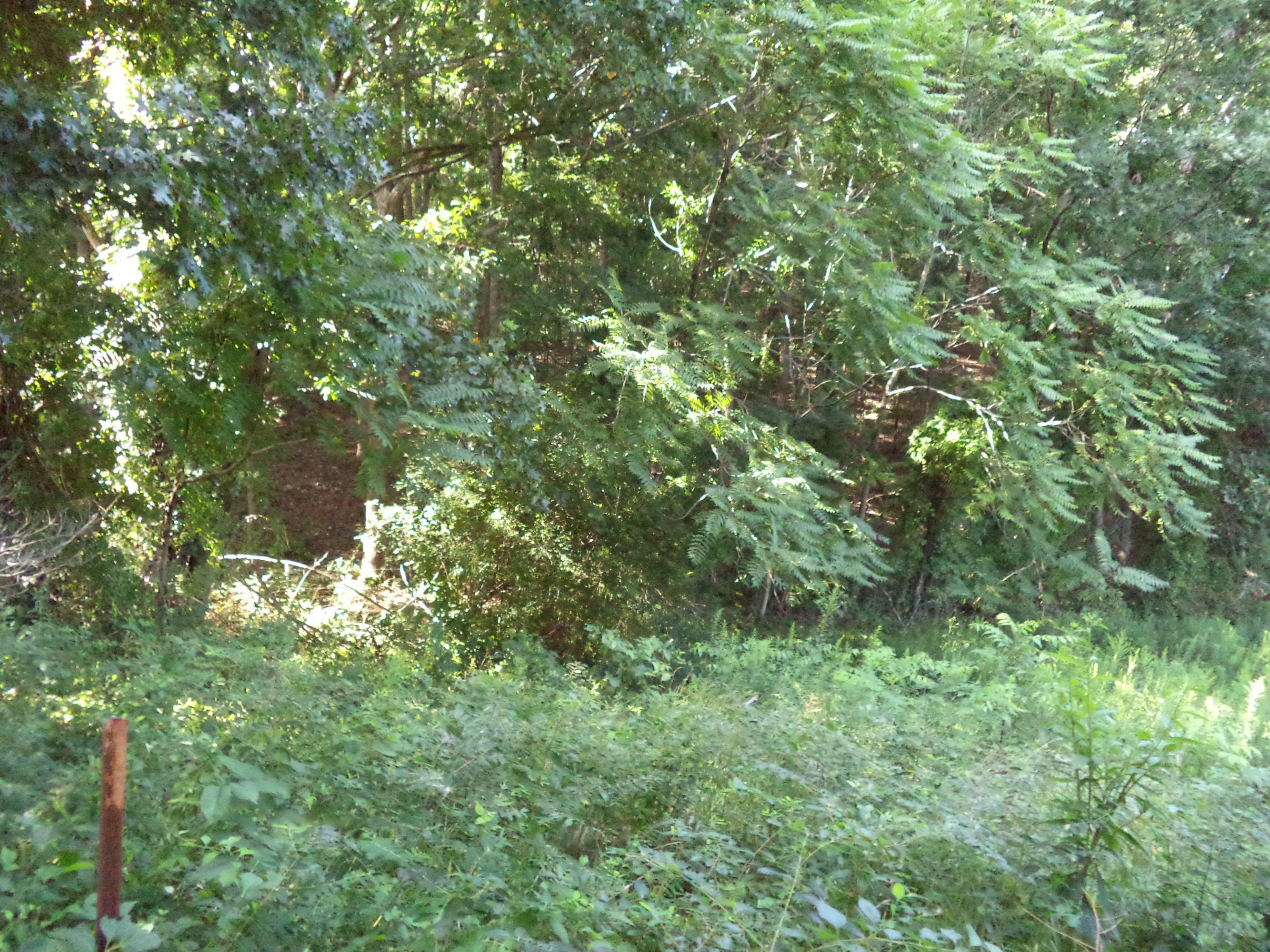 1871 Villamont Road Blue Ridge, VA 24064 - Photo 8 of 11 a view of a lush green forest