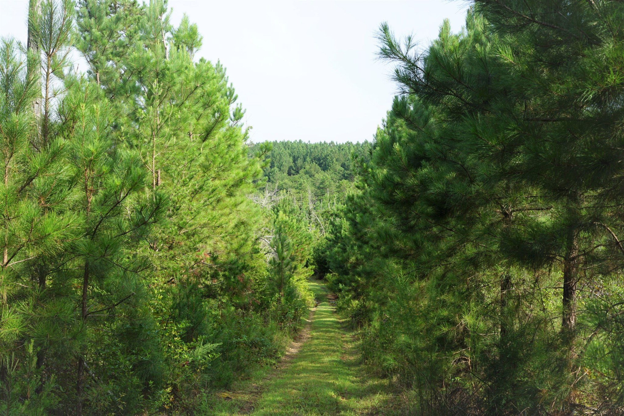 0 Pleasant Road Evensville, TN 37332 - Photo 6 of 7