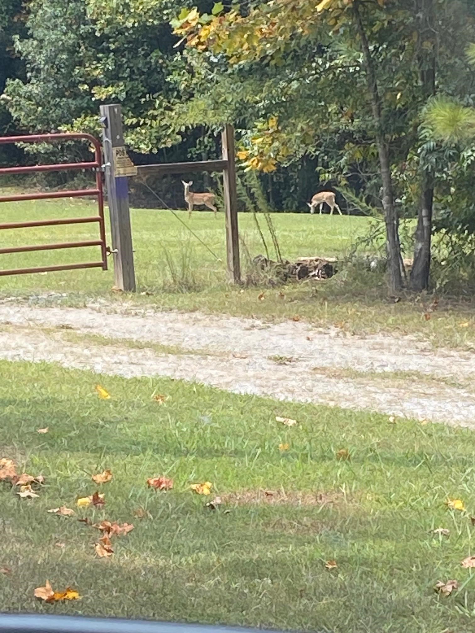 175 Duck Road Holladay, TN 38341 - Photo 26 of 26 Gallery Image 26