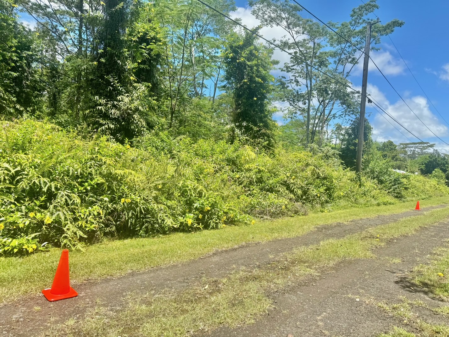 585 Puna Road Pahoa, HI 96778 - Photo 2 of 10 a view of a yard with plants and large trees