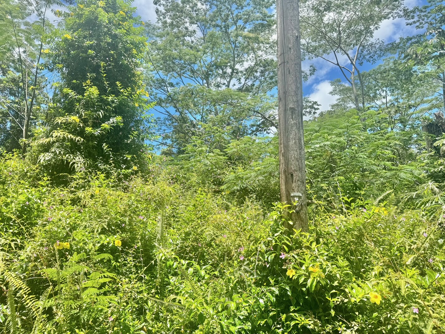585 Puna Road Pahoa, HI 96778 - Photo 7 of 10 a view of a garden
