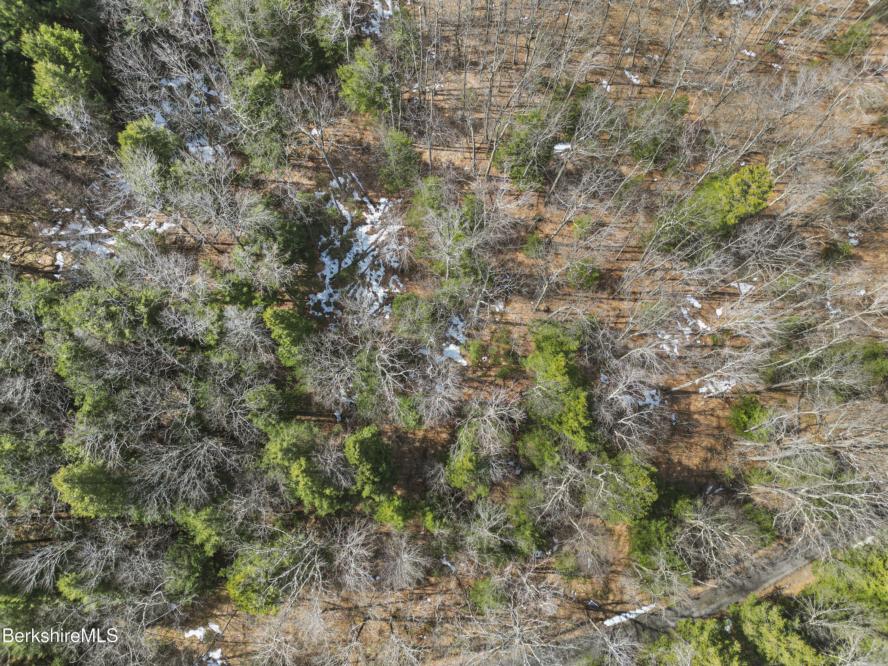 8 Hemlock Road Tyringham, MA 01264 - Photo 8 of 12 a view of a plants in a forest