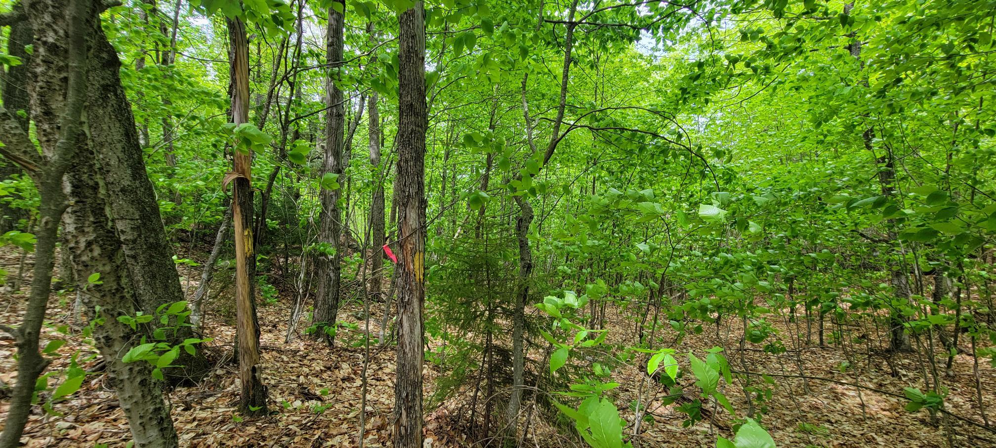0 Hall Hill Road Rumford, ME 04276 - Photo 13 of 38 13