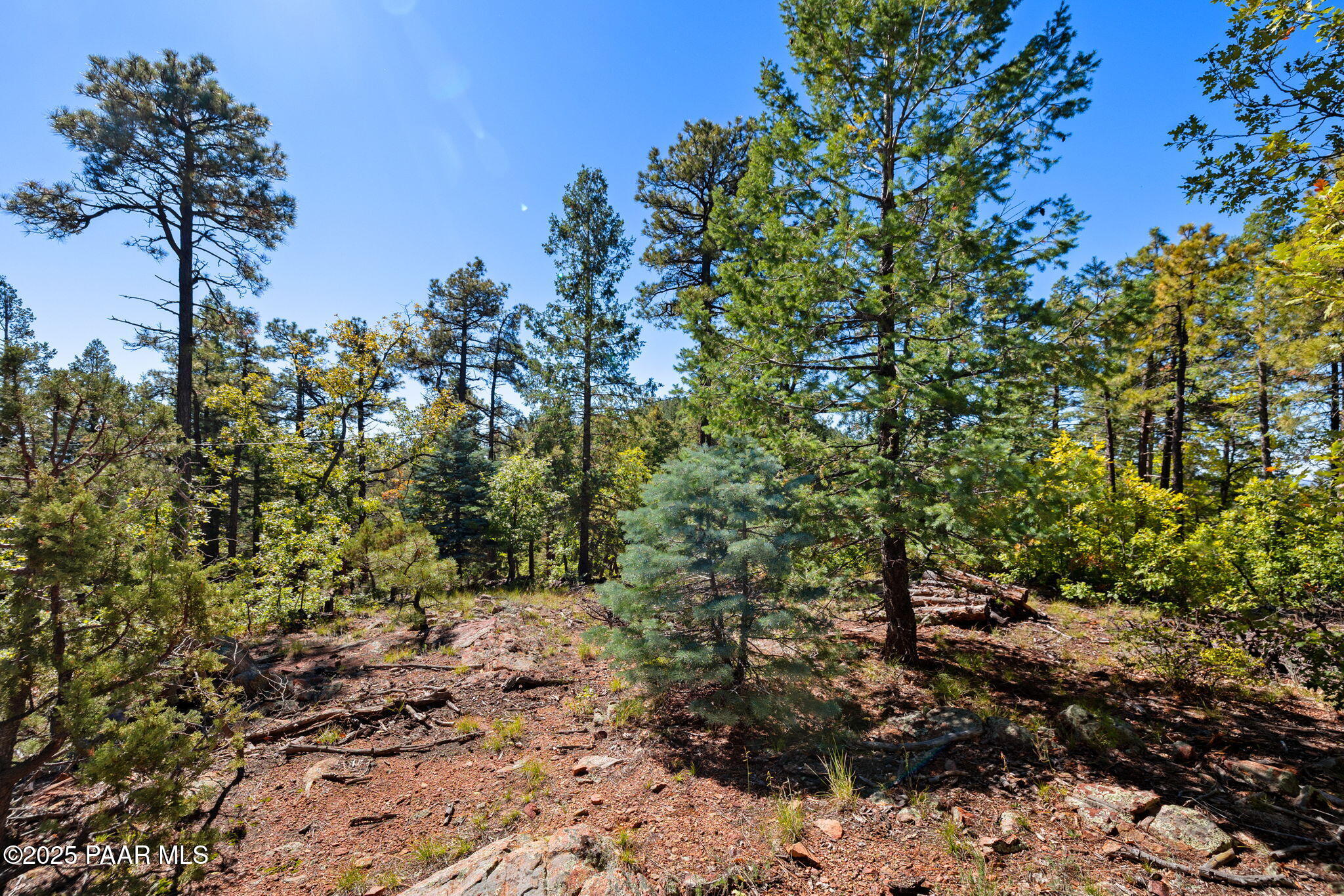 318 East Poland Road Prescott, AZ 86303 - Photo 20 of 28 a view of a yard with plants and tree