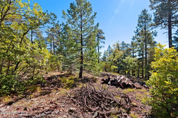 a view of a yard with plants and trees