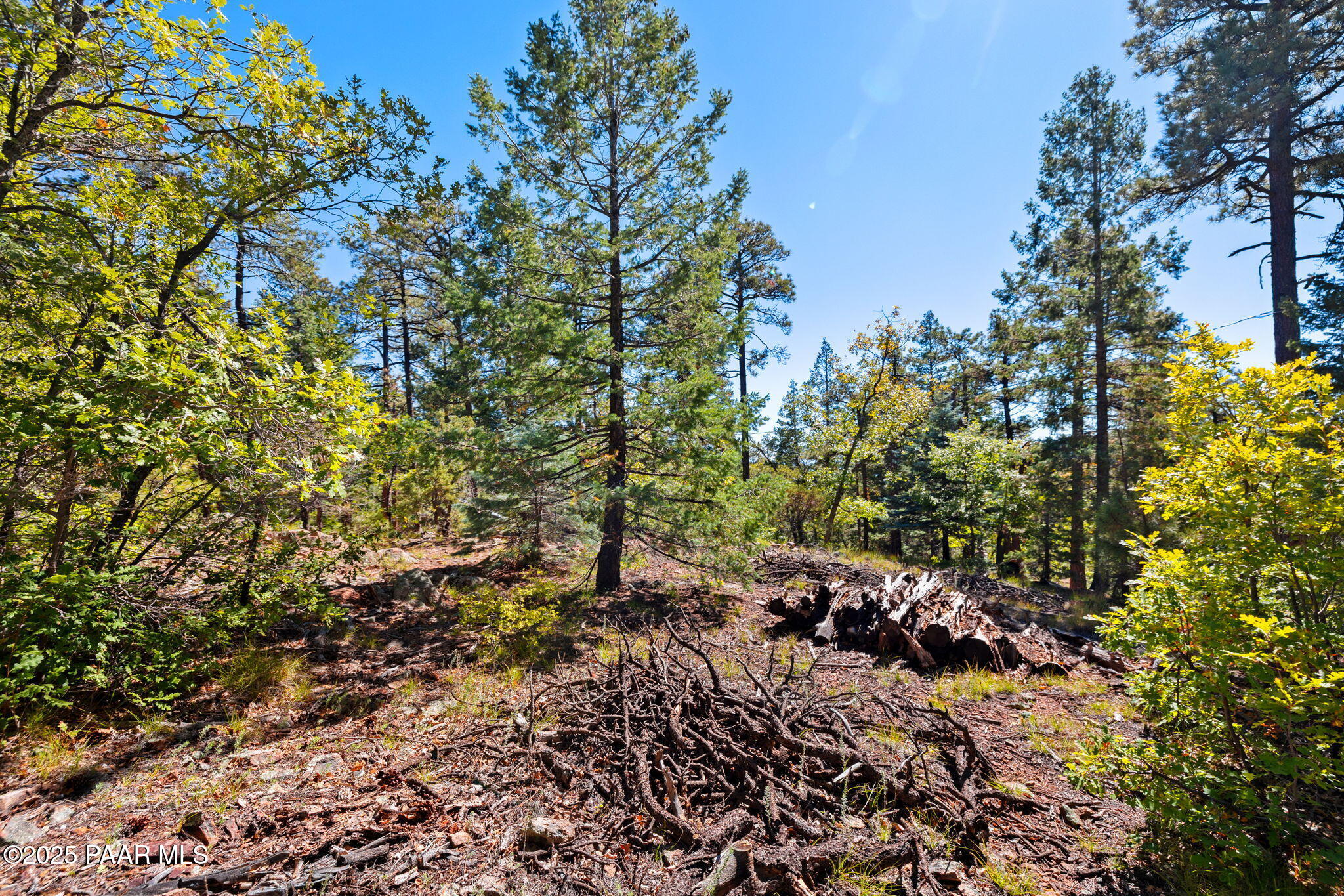 318 East Poland Road Prescott, AZ 86303 - Photo 21 of 28 a view of a yard with plants and trees