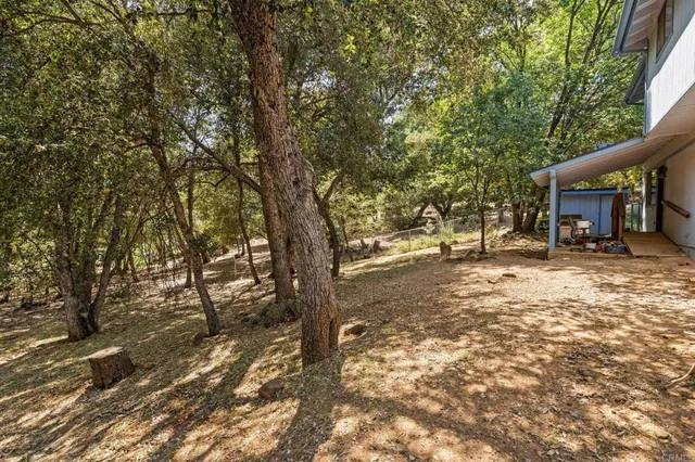 a tree in the middle of a yard