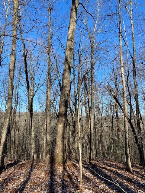 142 Cole Road Deer Lodge, TN 37726 - Photo 73 of 77 20220322195803876993000000-o (1)