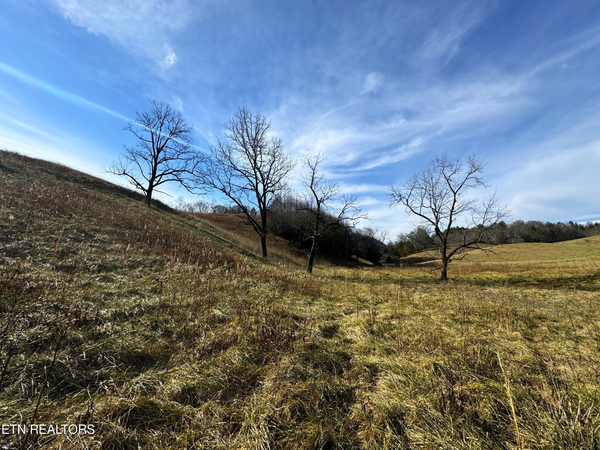 151 Timber Ridge Road Del Rio, TN 37727 - Photo 5 of 37 a view of a yard