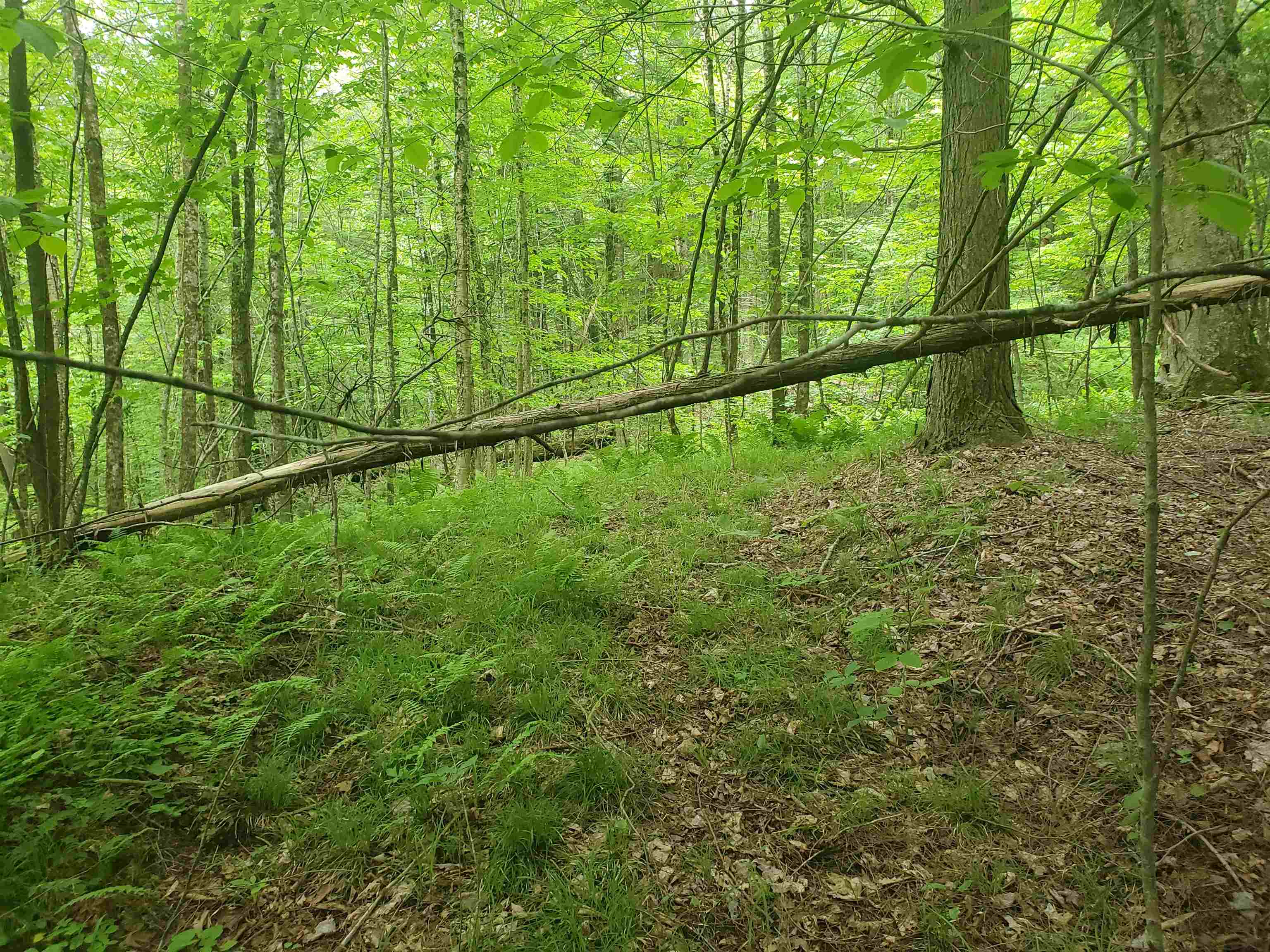 420 Nadeau Park Road Newport, VT 05855 - Photo 3 of 6