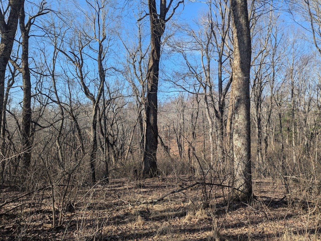 Tbd Coles Knob Road Northeast Pilot, VA 24138 - Photo 18 of 25 Gallery Image 18