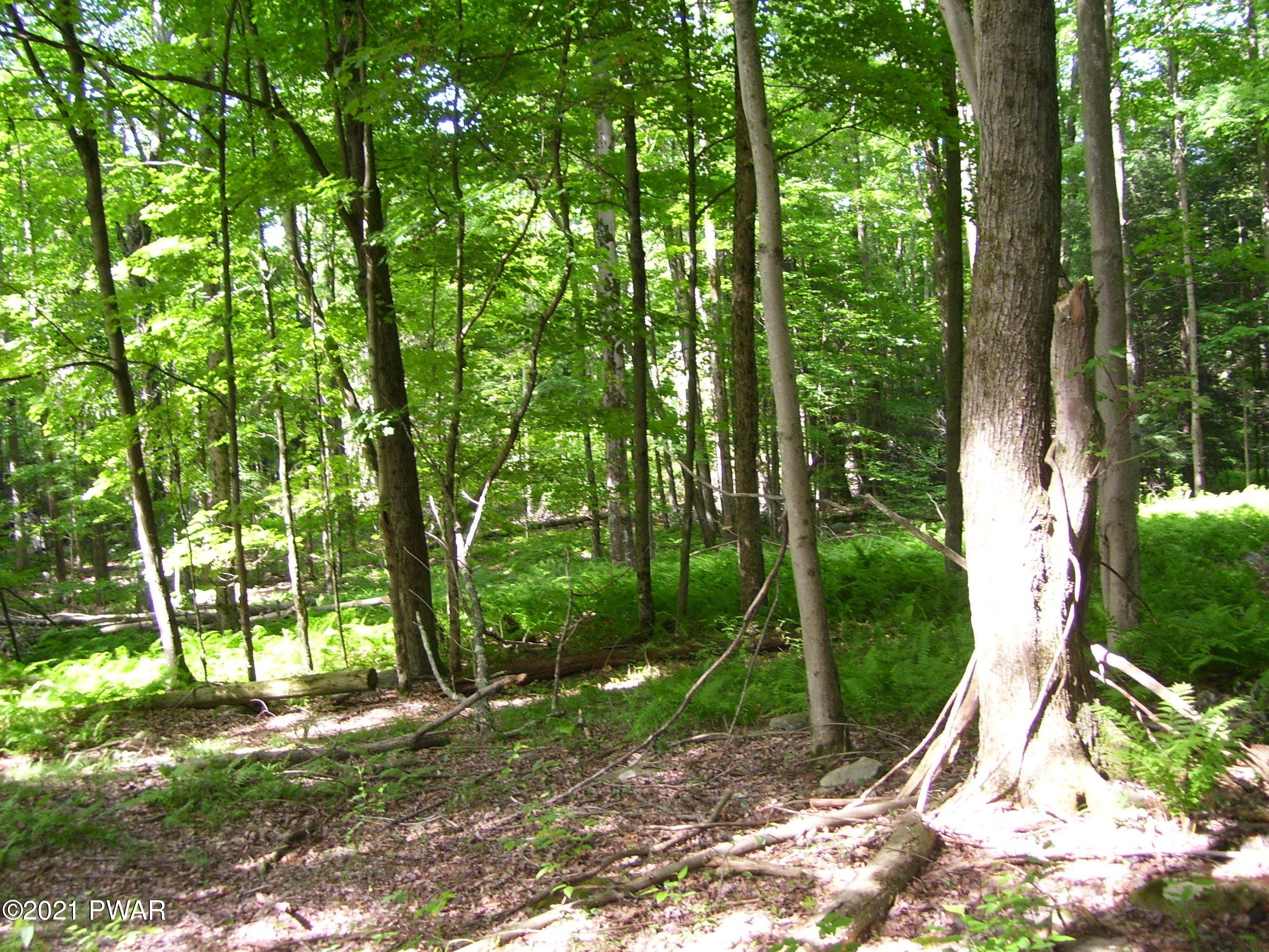 0 Forks Bridge Road Newfoundland, PA 18445 - Photo 11 of 16