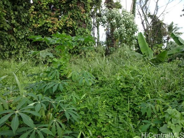 141 Manini Street Hilo, HI 96720 - Photo 2 of 6 a view of a lush green forest