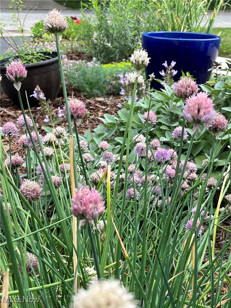3382 Ormond Road Cleveland, OH 44118 - Photo 19 of 50 Chef's garden - chives