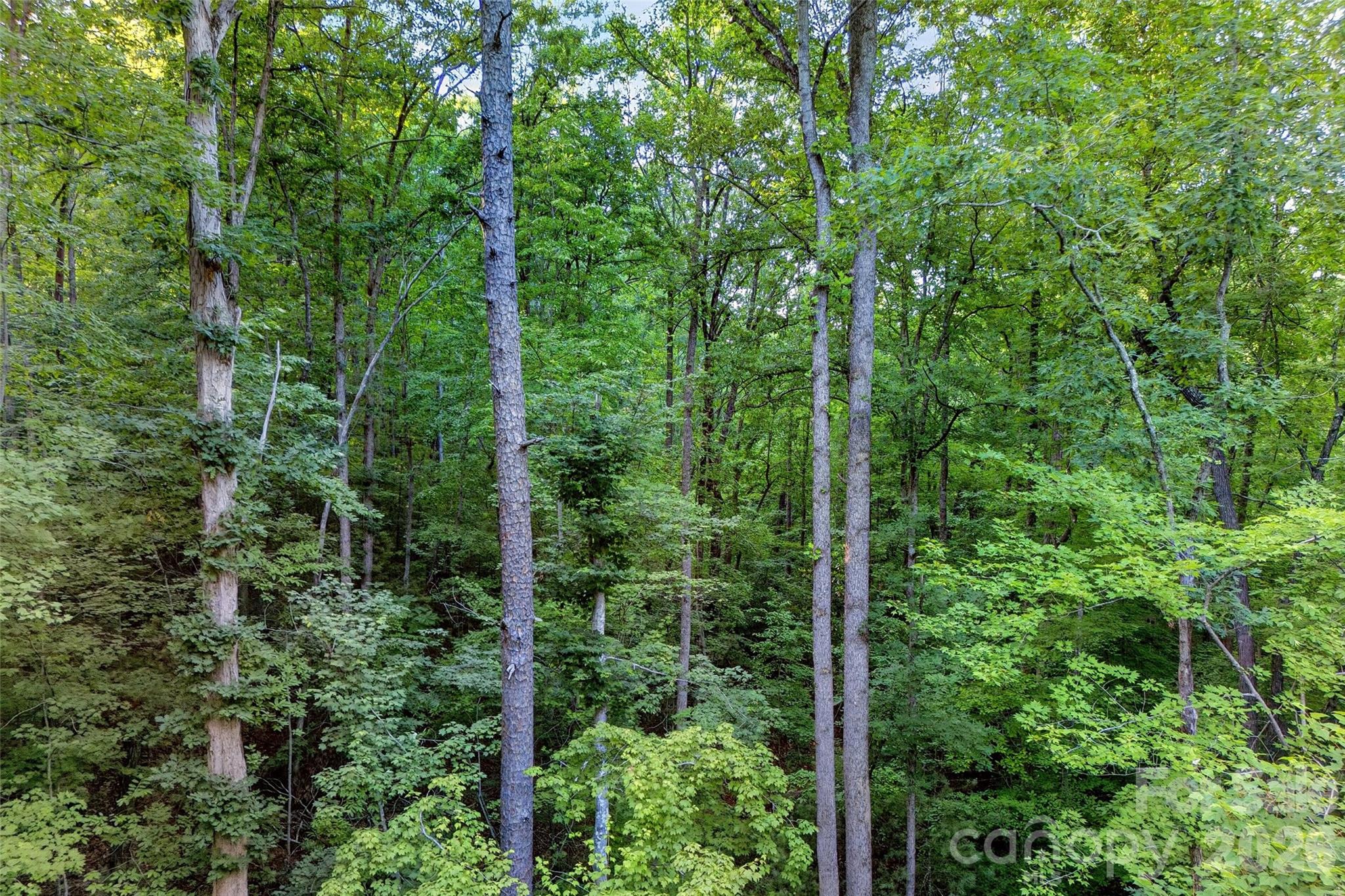 0 Yancey Road Marion, NC 28752 - Photo 25 of 32 a view of a forest with trees
