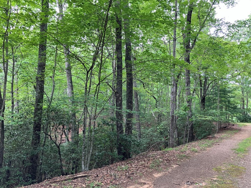 Lot 41 Floris Mountain Road Murphy, NC 28906 - Photo 11 of 11 a view of a forest with trees