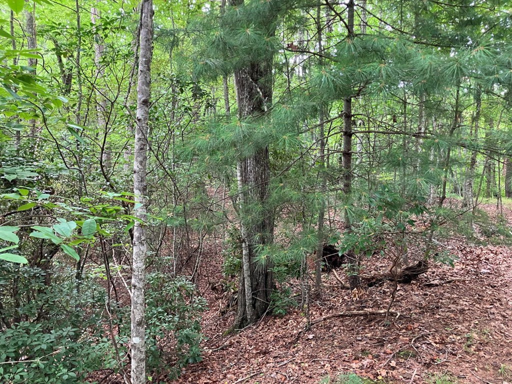 Lot 41 Floris Mountain Road Murphy, NC 28906 - Photo 8 of 11 a view of a garden with trees