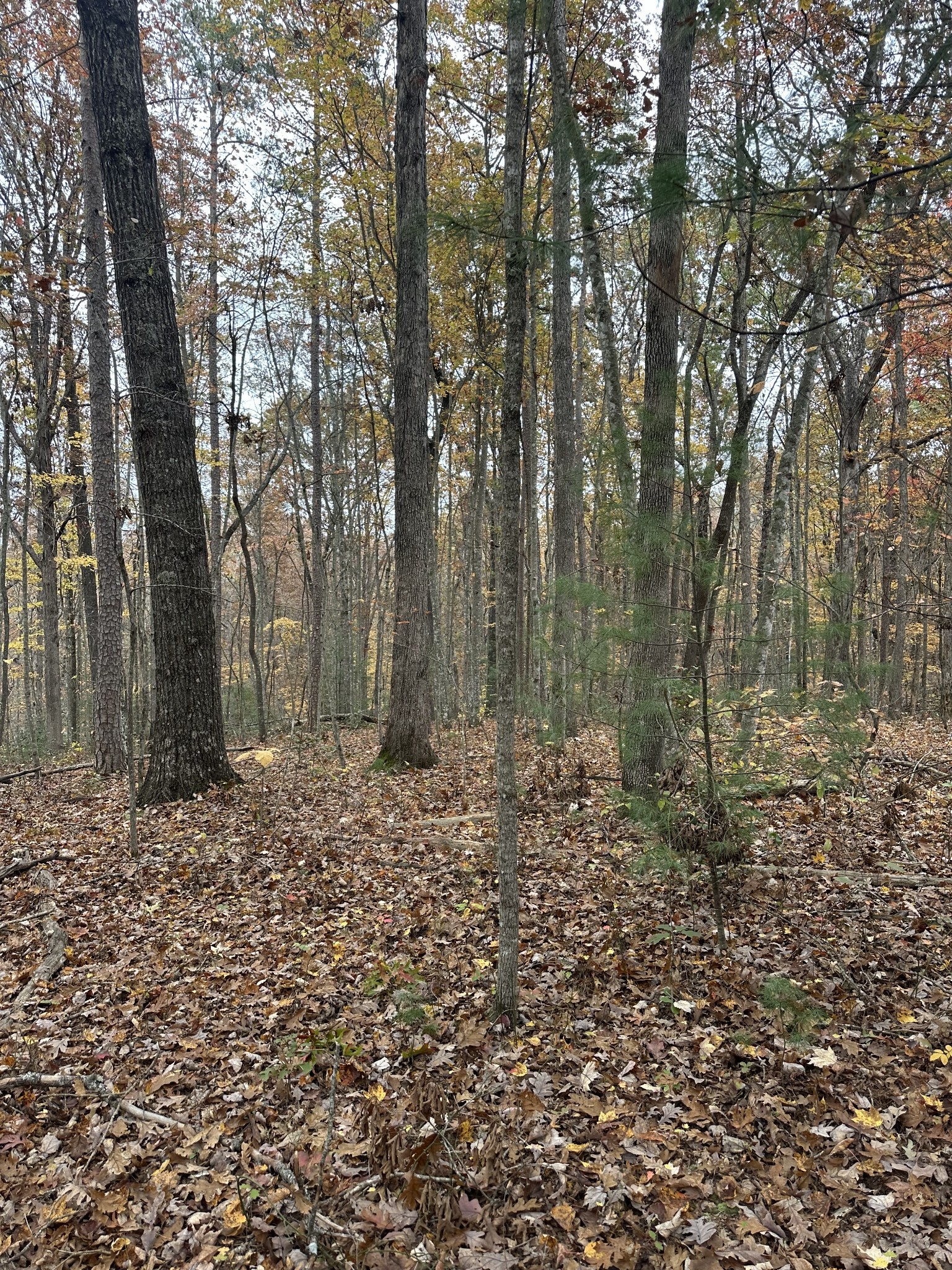 0 Wilderness Trail Oneida, TN 37841 - Photo 11 of 28