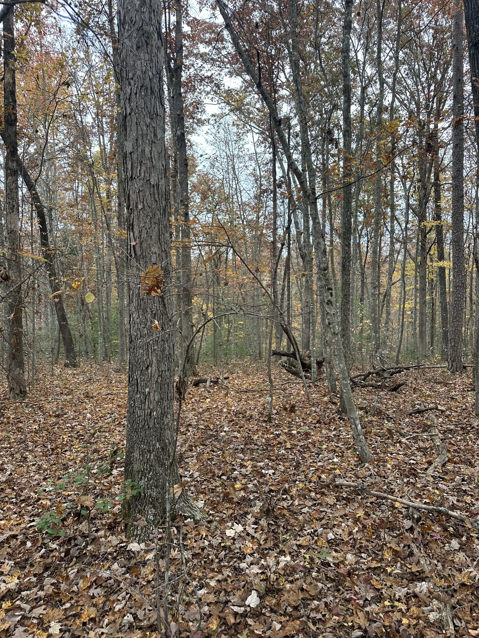 0 Wilderness Trail Oneida, TN 37841 - Photo 12 of 28