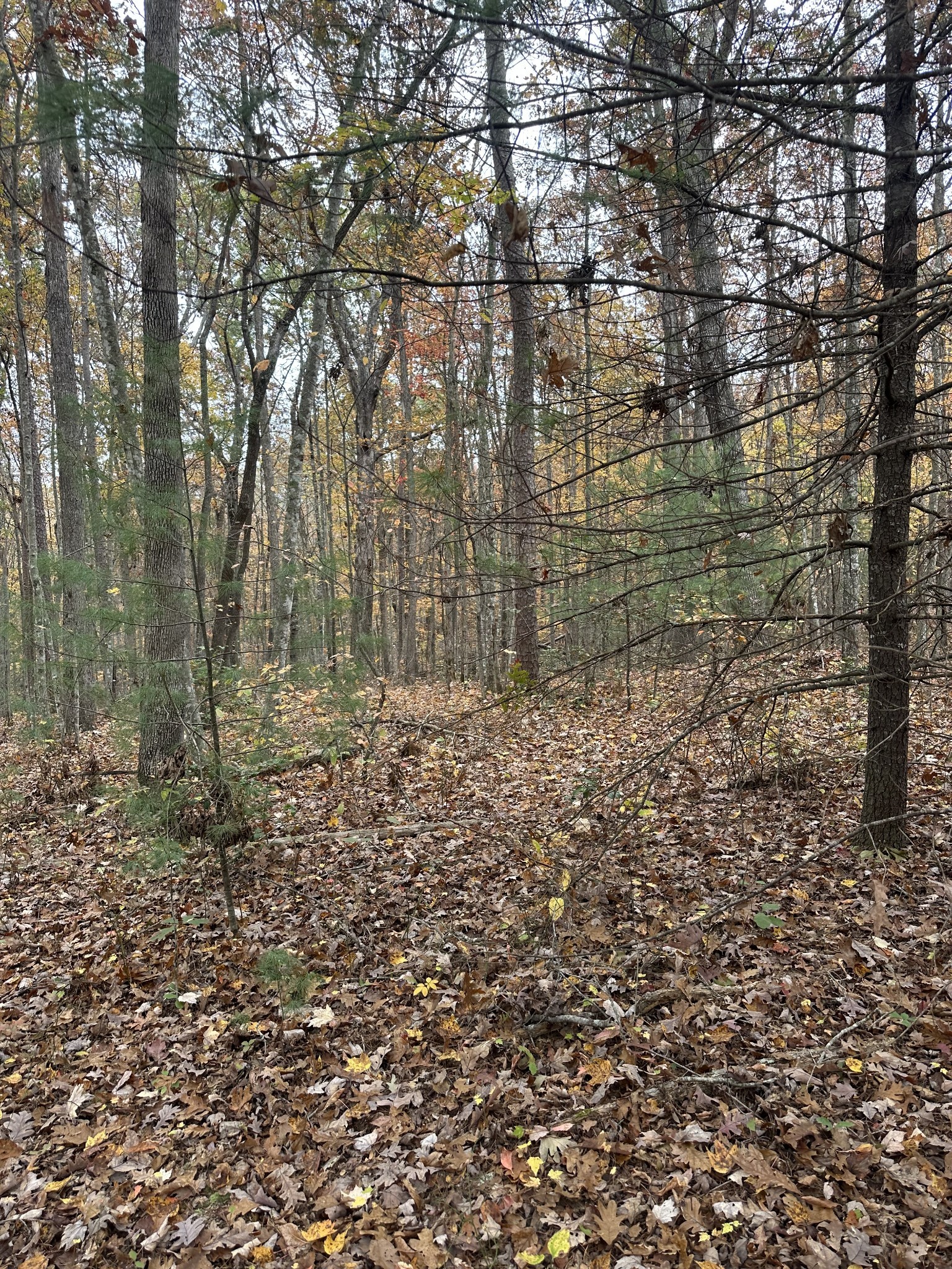 0 Wilderness Trail Oneida, TN 37841 - Photo 13 of 28