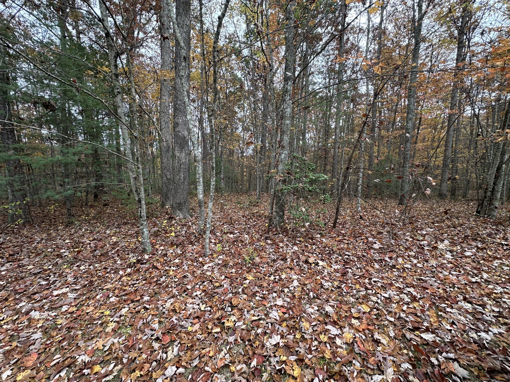 0 Wilderness Trail Oneida, TN 37841 - Photo 14 of 28