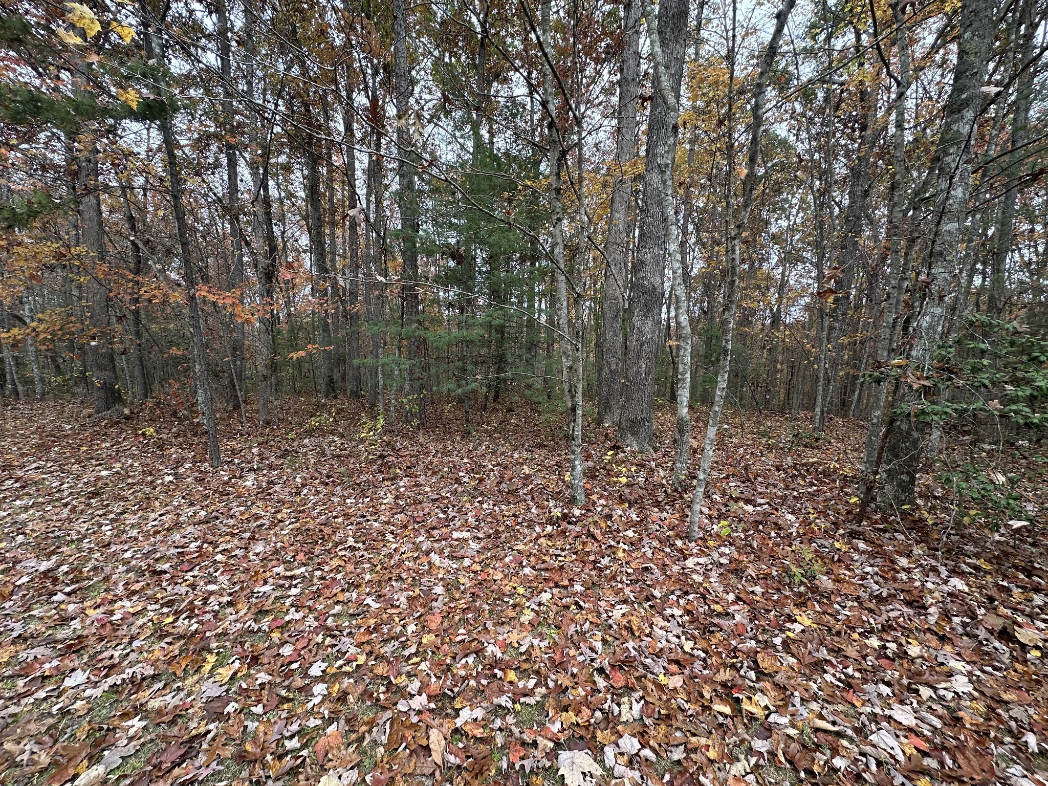 0 Wilderness Trail Oneida, TN 37841 - Photo 15 of 28