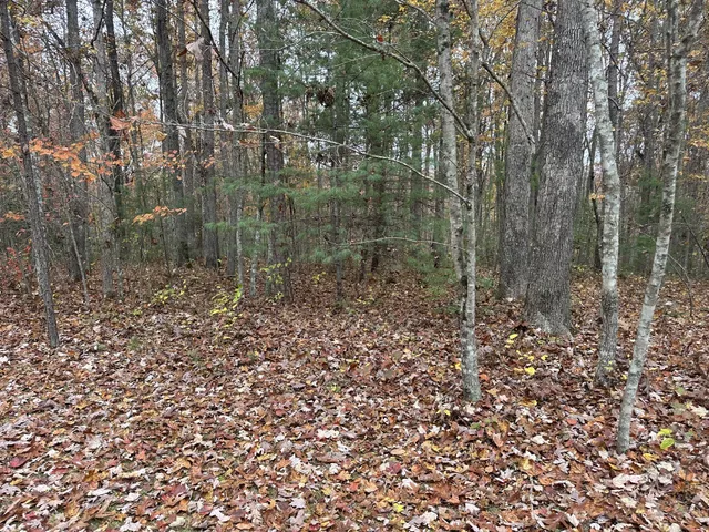 a big yard with lots of green space