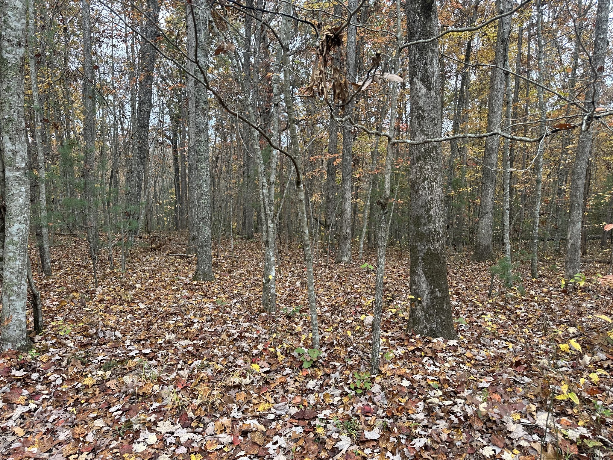 0 Wilderness Trail Oneida, TN 37841 - Photo 18 of 28