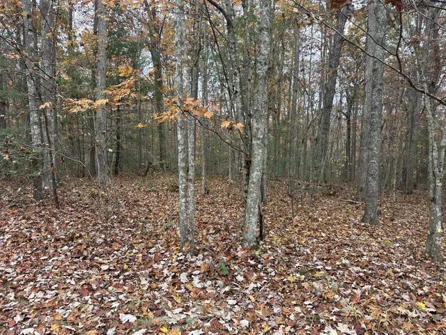 a big yard with lots of green space