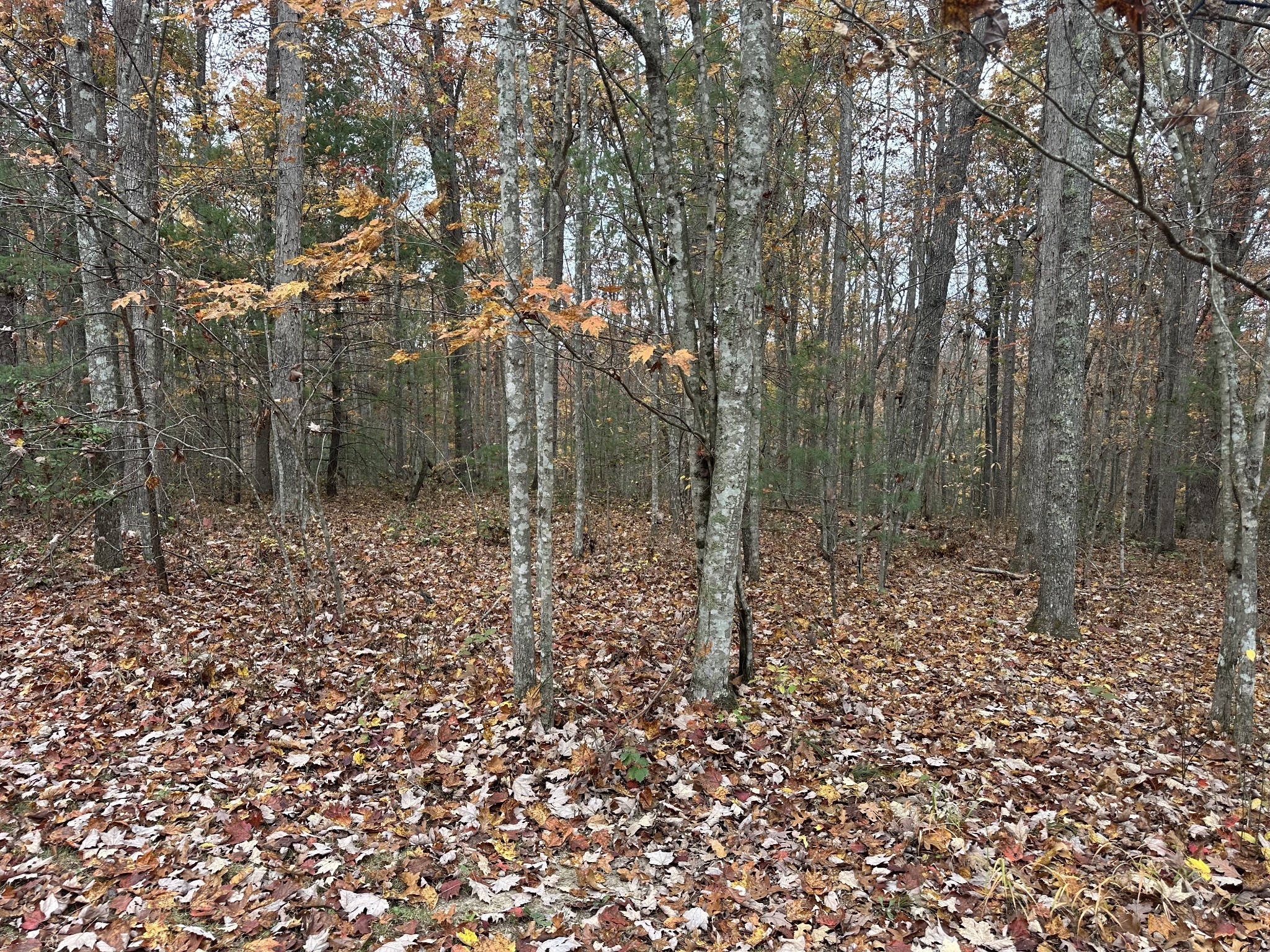 0 Wilderness Trail Oneida, TN 37841 - Photo 19 of 28