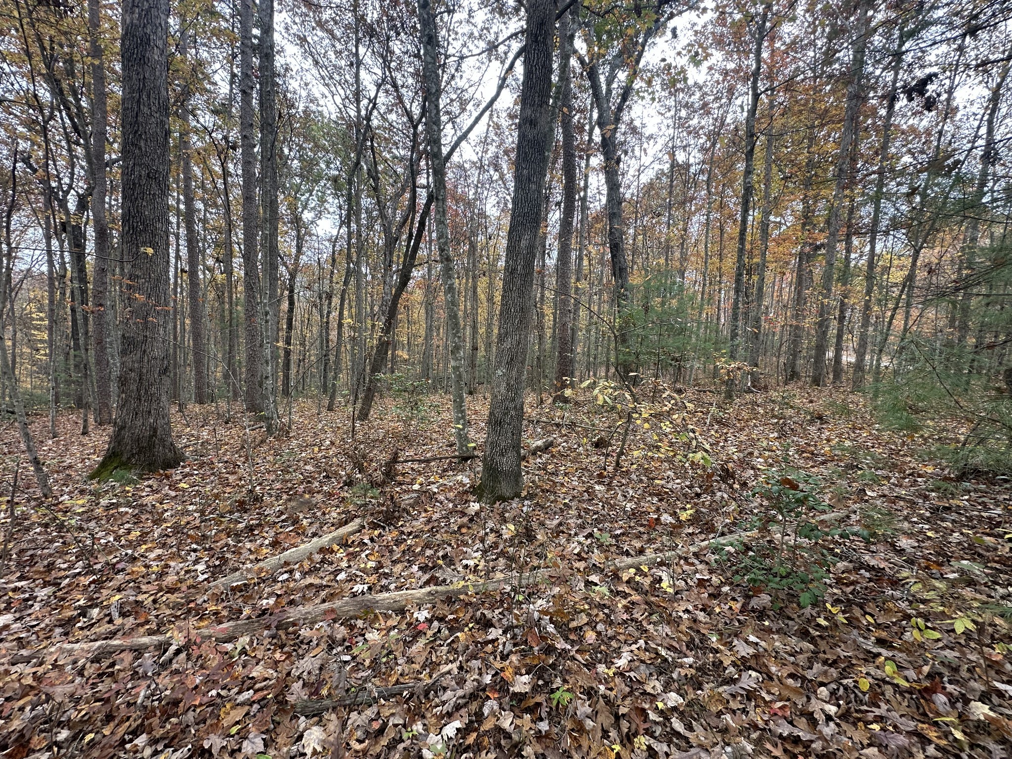 0 Wilderness Trail Oneida, TN 37841 - Photo 20 of 28