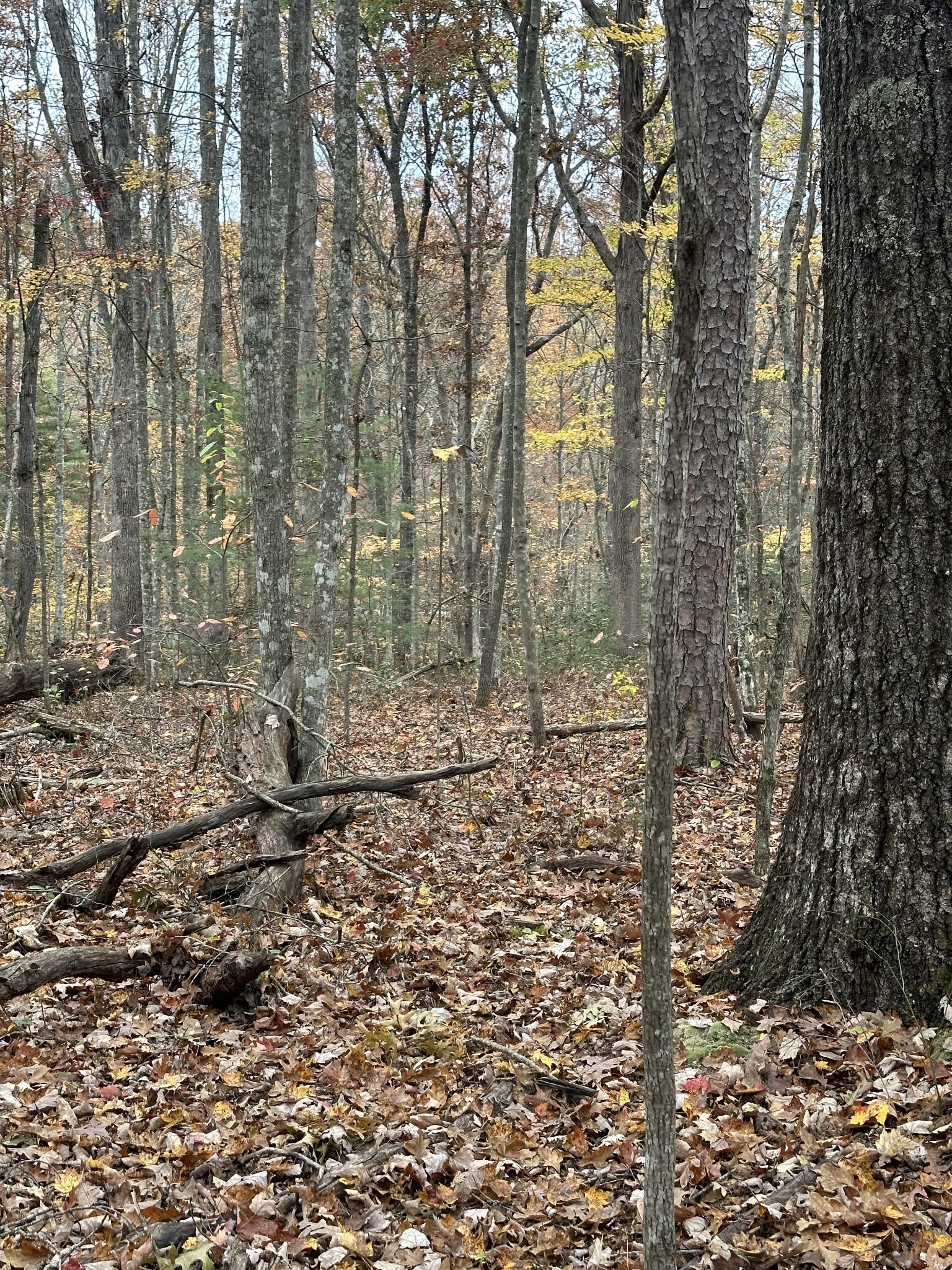 0 Wilderness Trail Oneida, TN 37841 - Photo 22 of 28