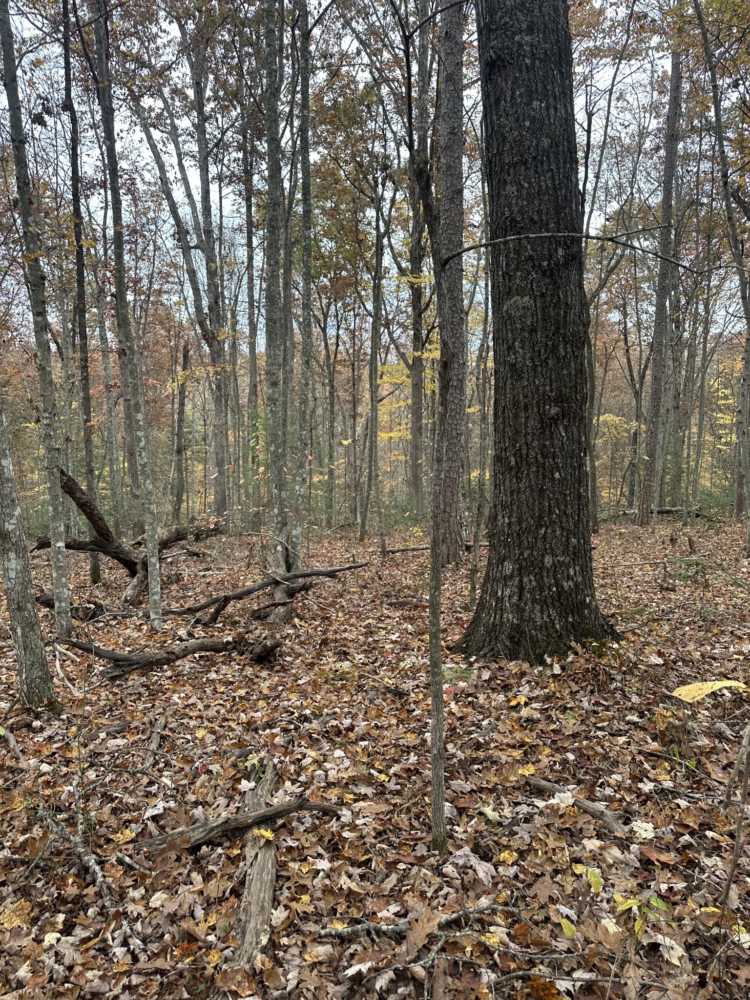 0 Wilderness Trail Oneida, TN 37841 - Photo 23 of 28