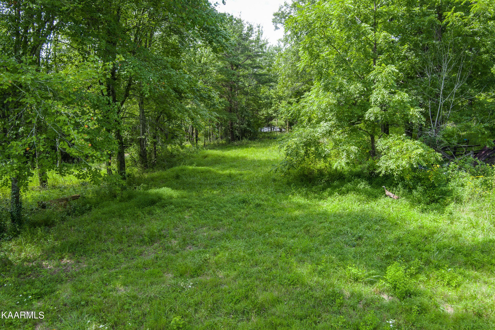 462 Nydeck Road Robbins, TN 37852 - Photo 5 of 14 Gallery Image 5