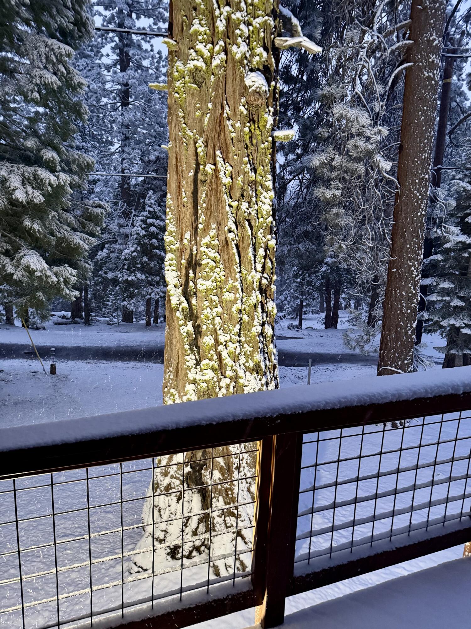 57603 Crest Drive Springville, CA 93265 - Photo 26 of 44 It's breathtaking to see the tree light up on a snowy night courtesy of a spotlight with remote control